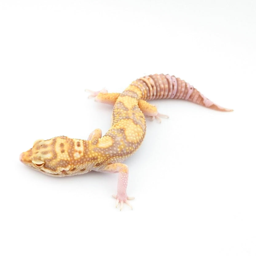 レーダー(ソリッド)