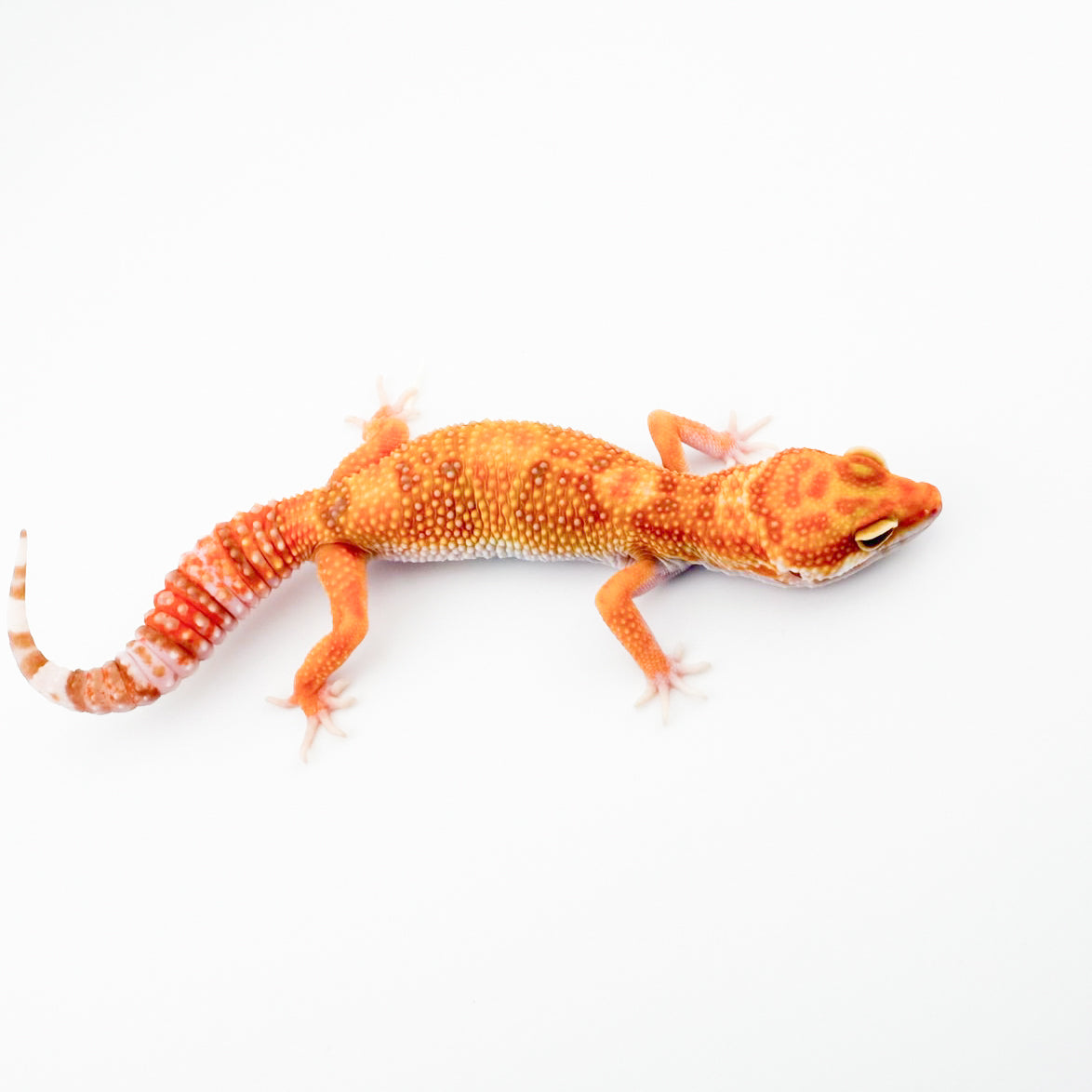 ブルーアンバーアイ