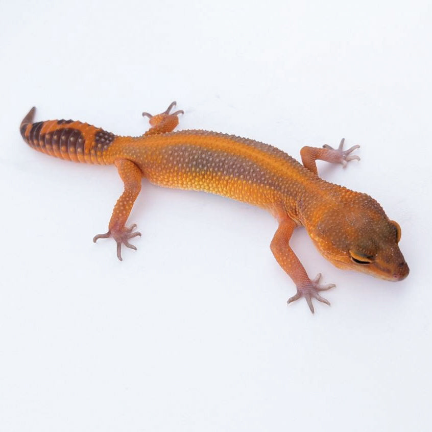 ラヴァブラックナイト