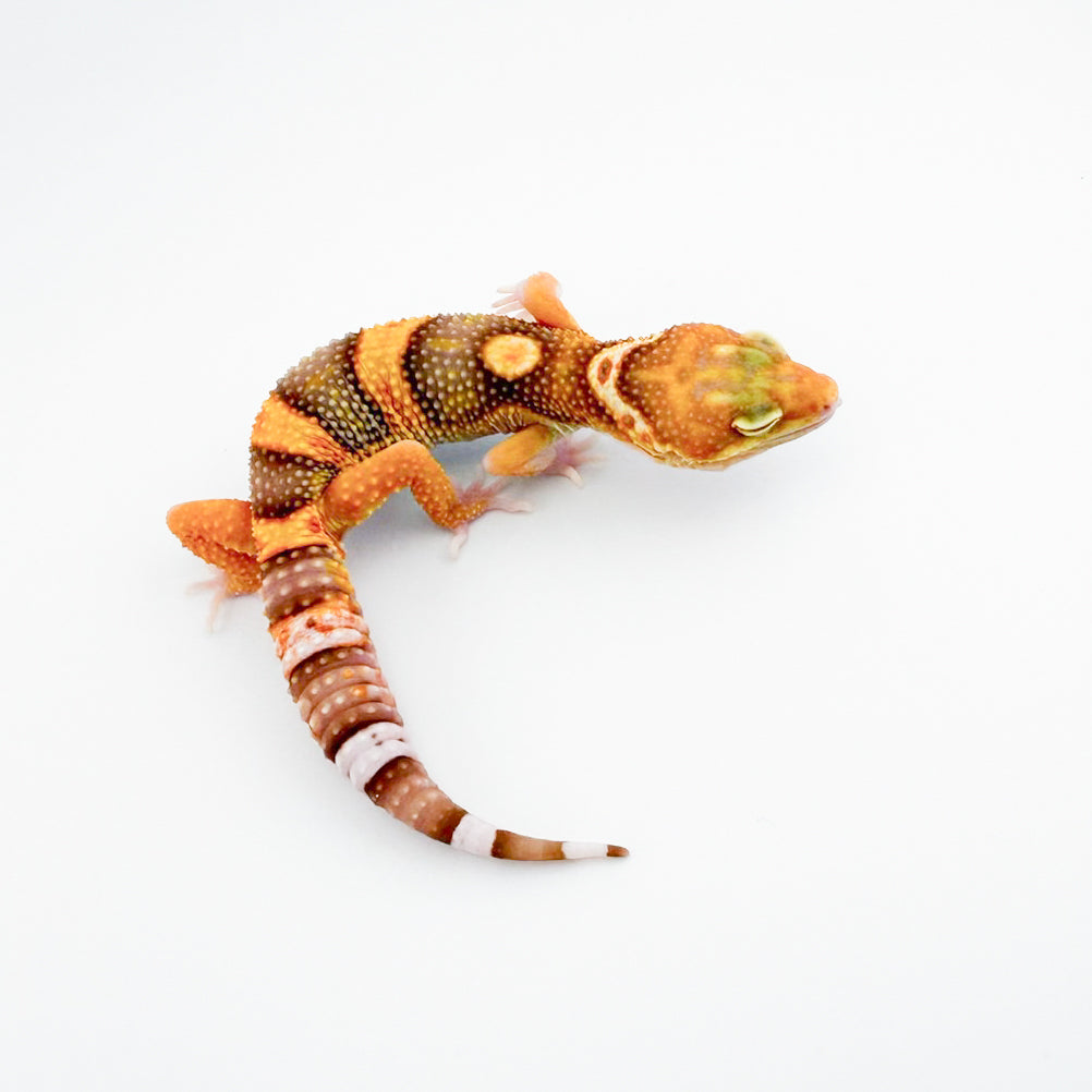 ブラックウォーターエクリプス