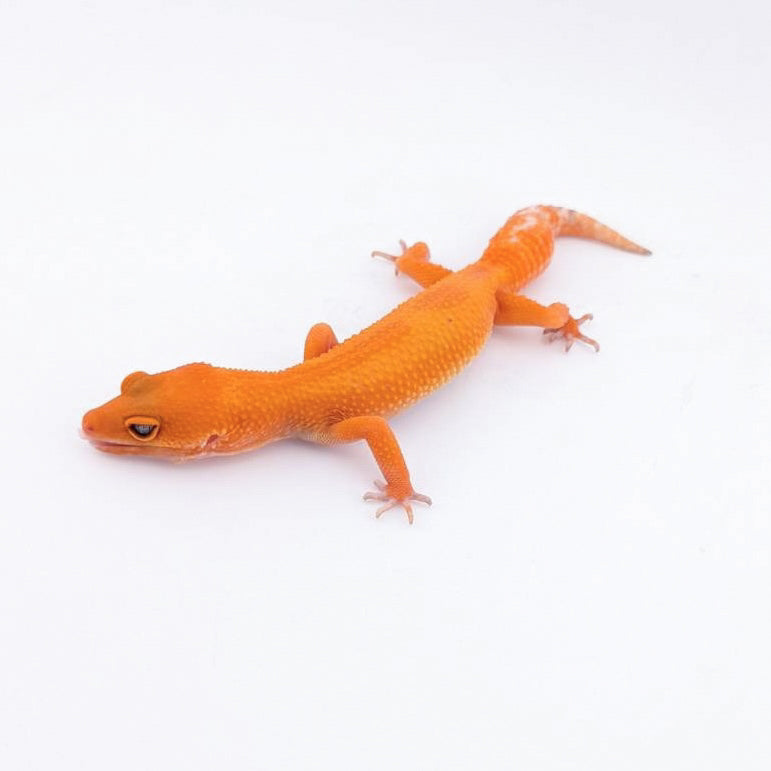 マンダリントレンパー