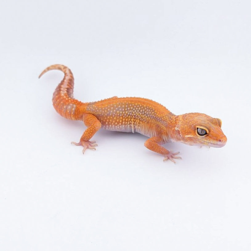 ブラックウォーター