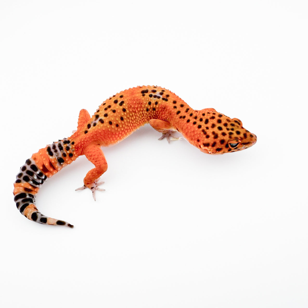 ブラッドメラニスティッククロス