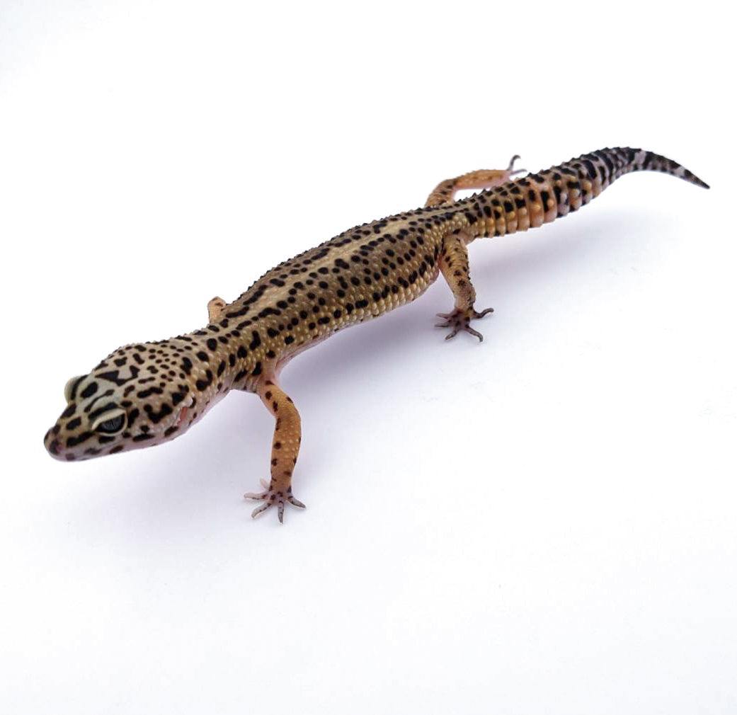 メラニスティッククロス