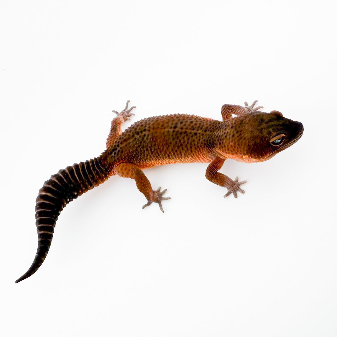 レッドブラックナイトマンダリン