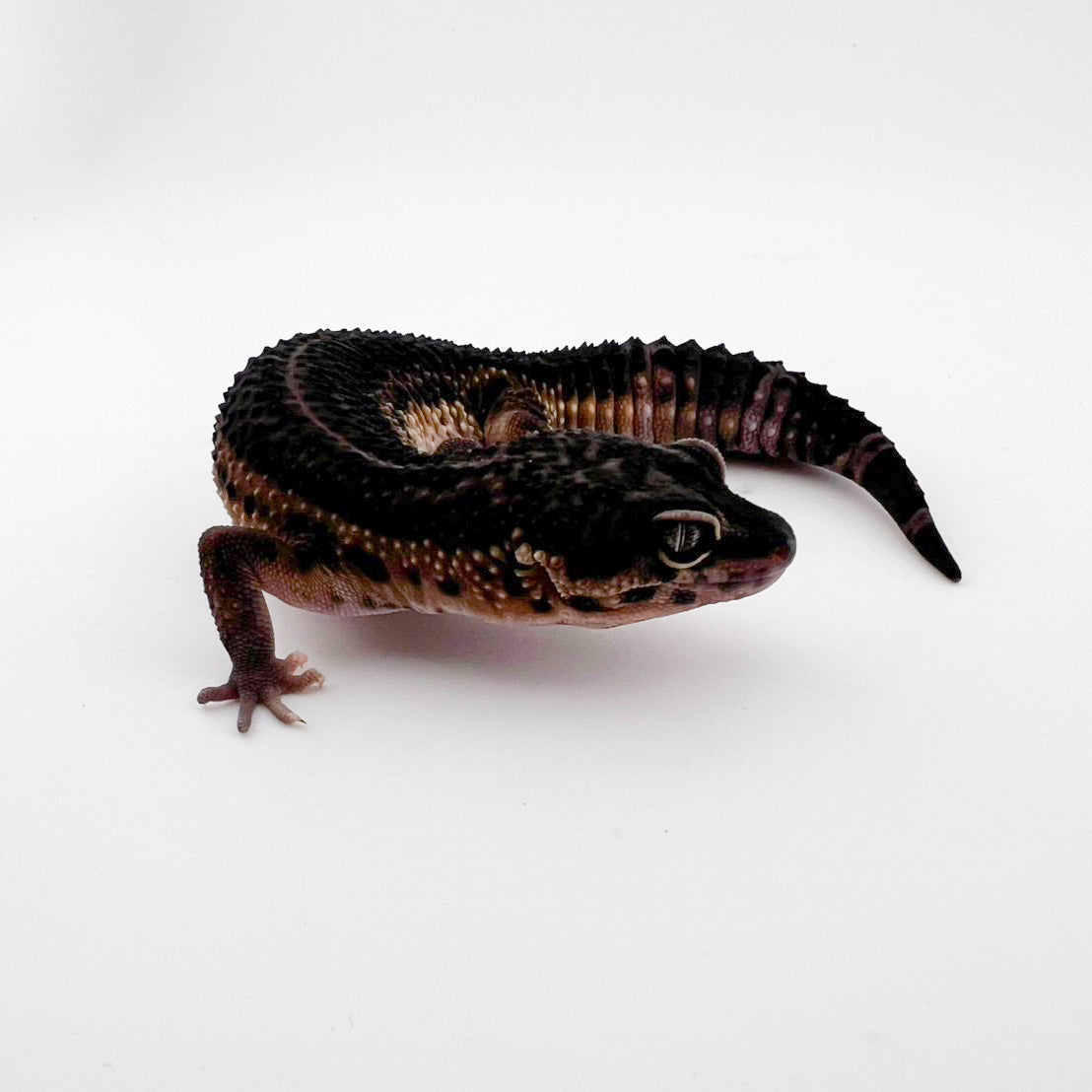 ブラックナイト