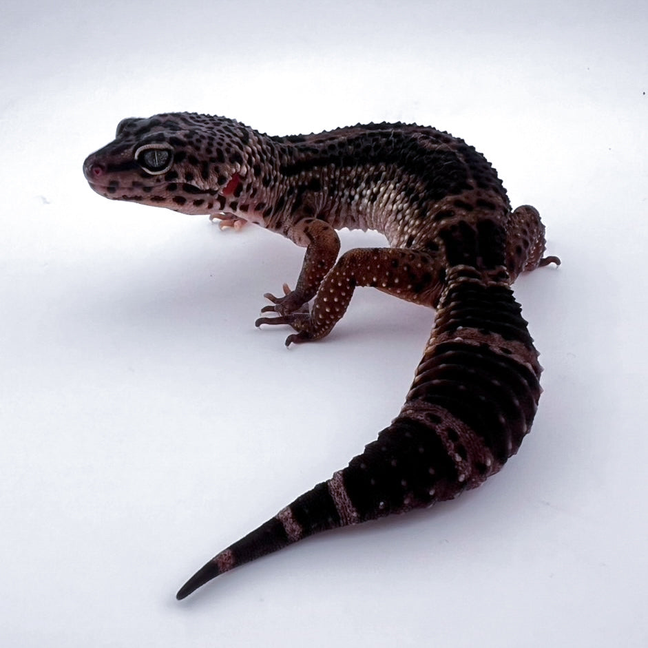 ブラックナイト