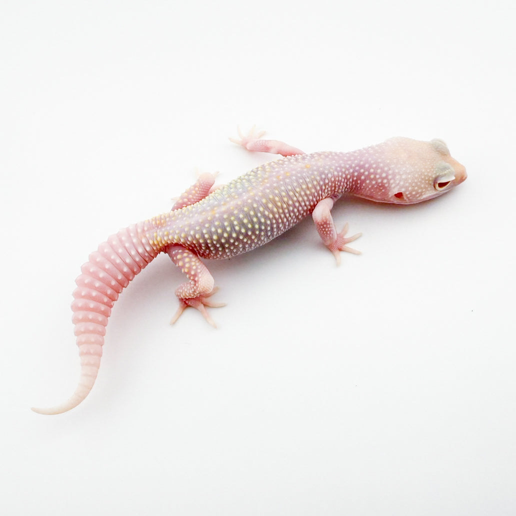 スノーホワイトナイト