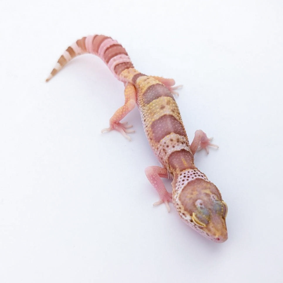 スノーレーダー