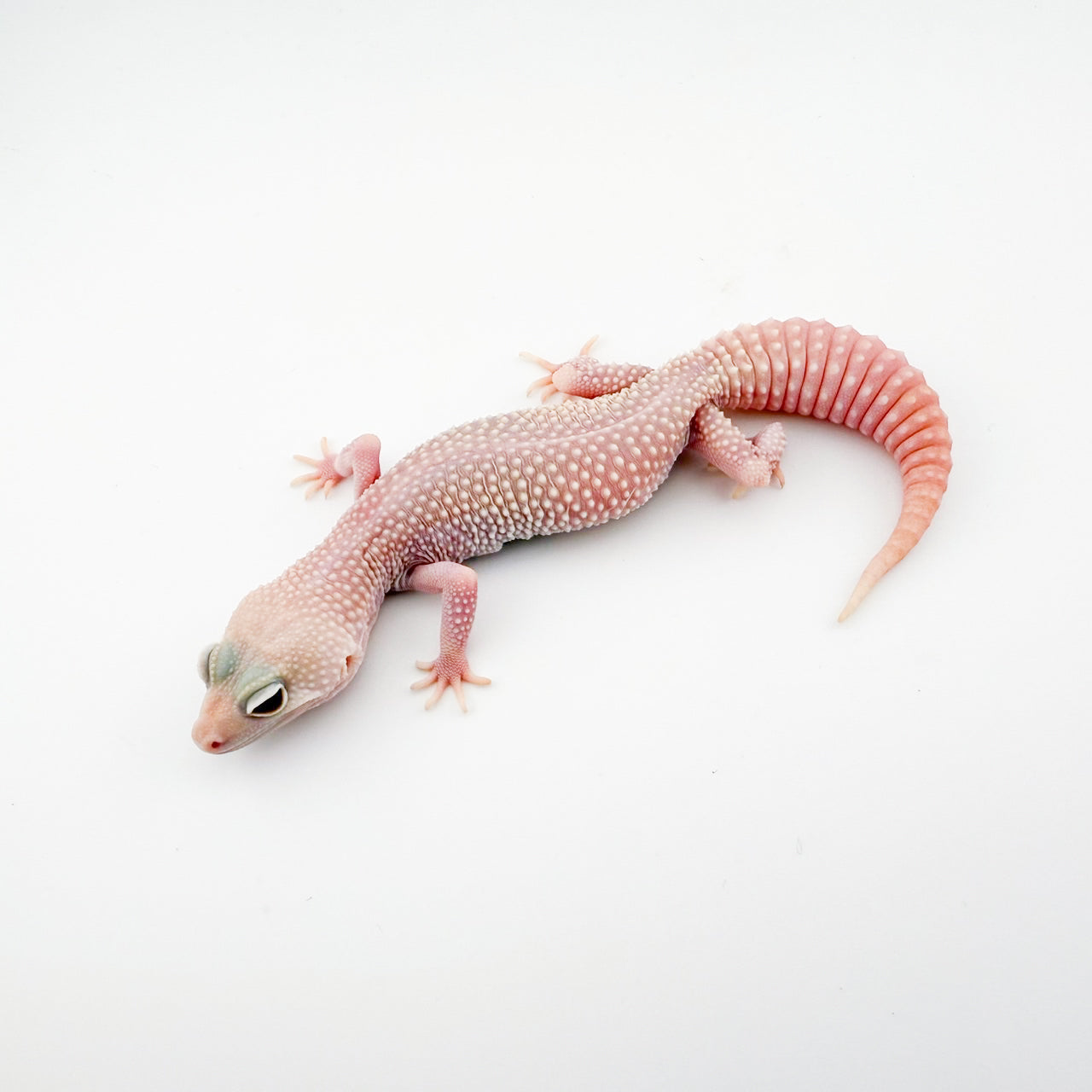 スーパーイエティ