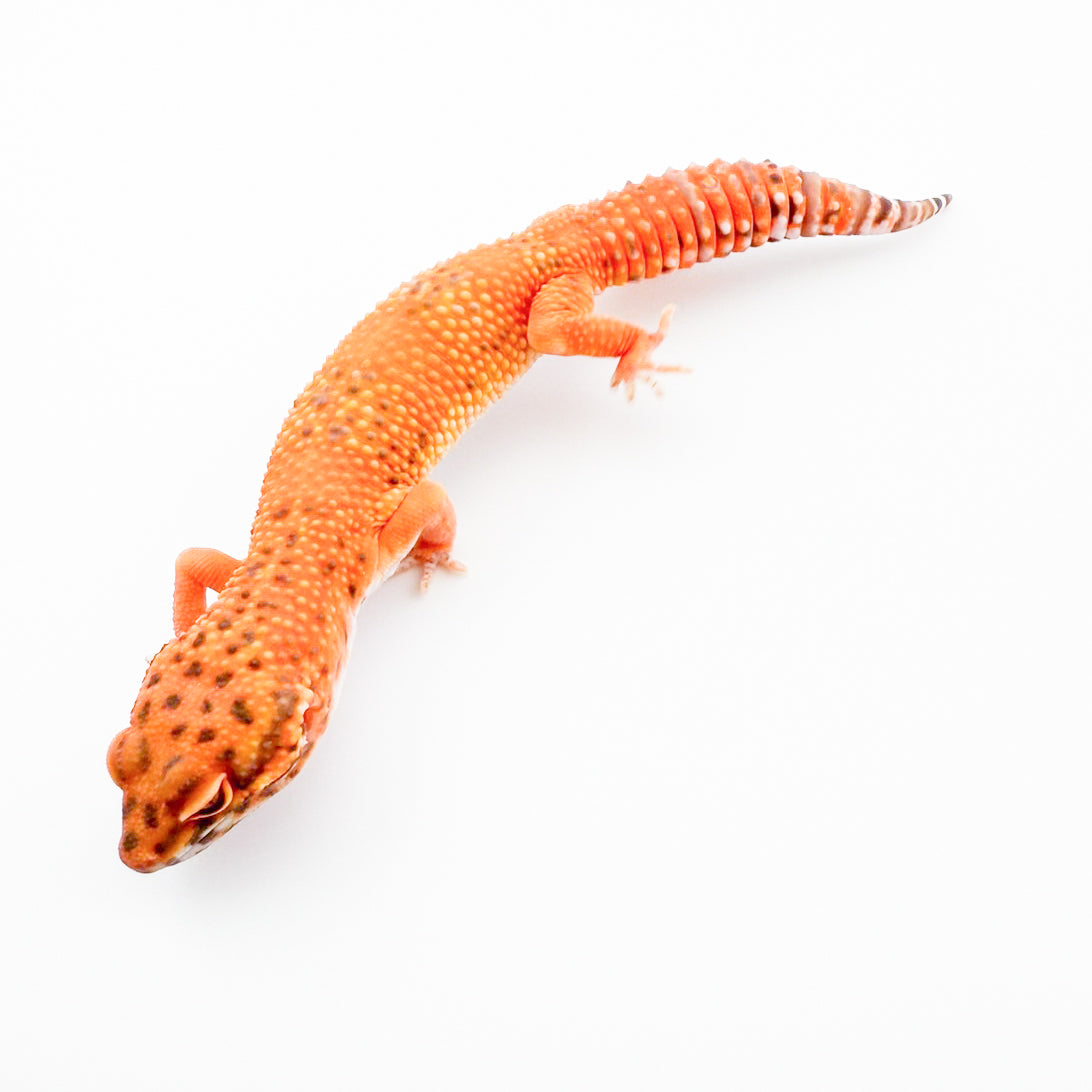 デビルストーンウォッシュ