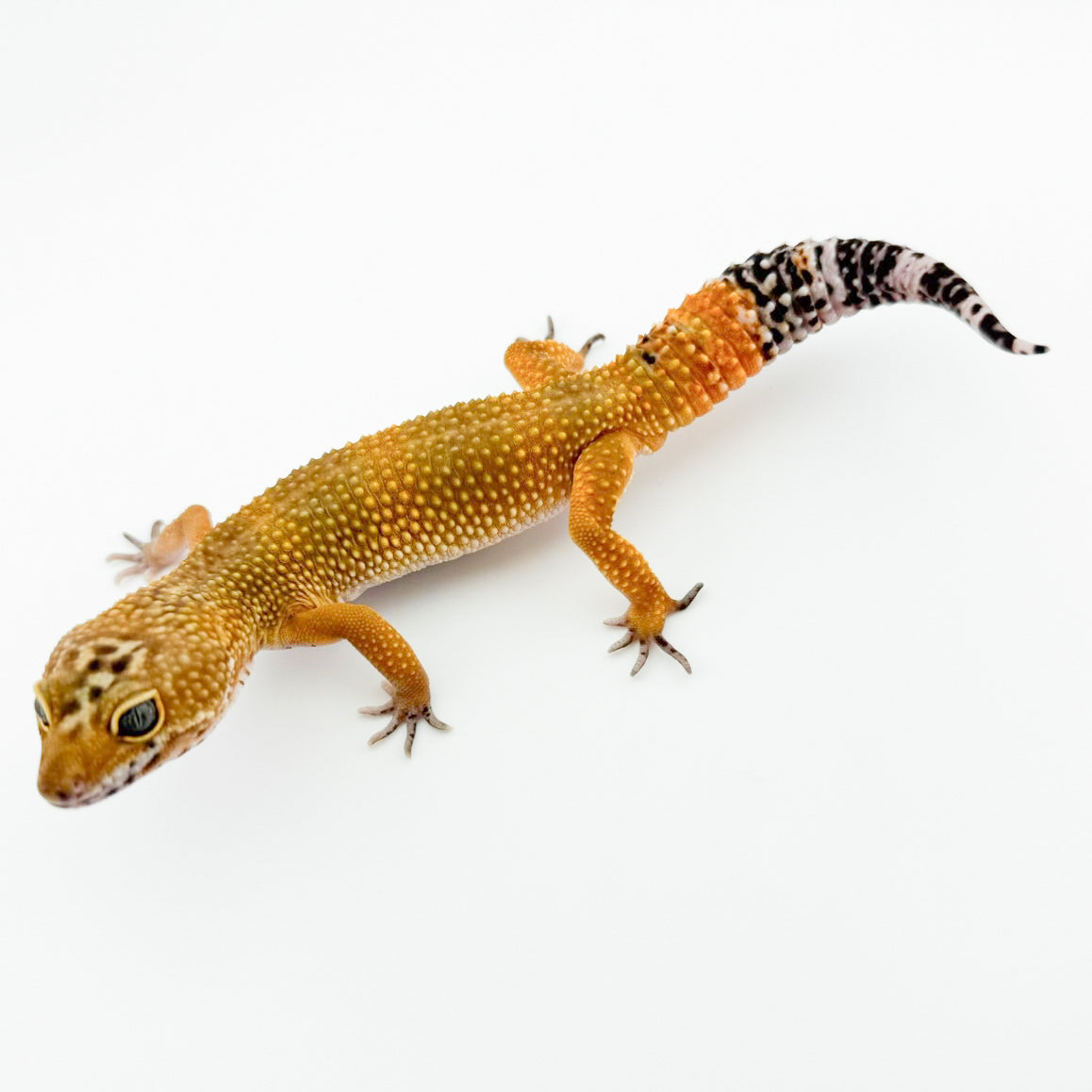 ブラックブラッドphトレンパー