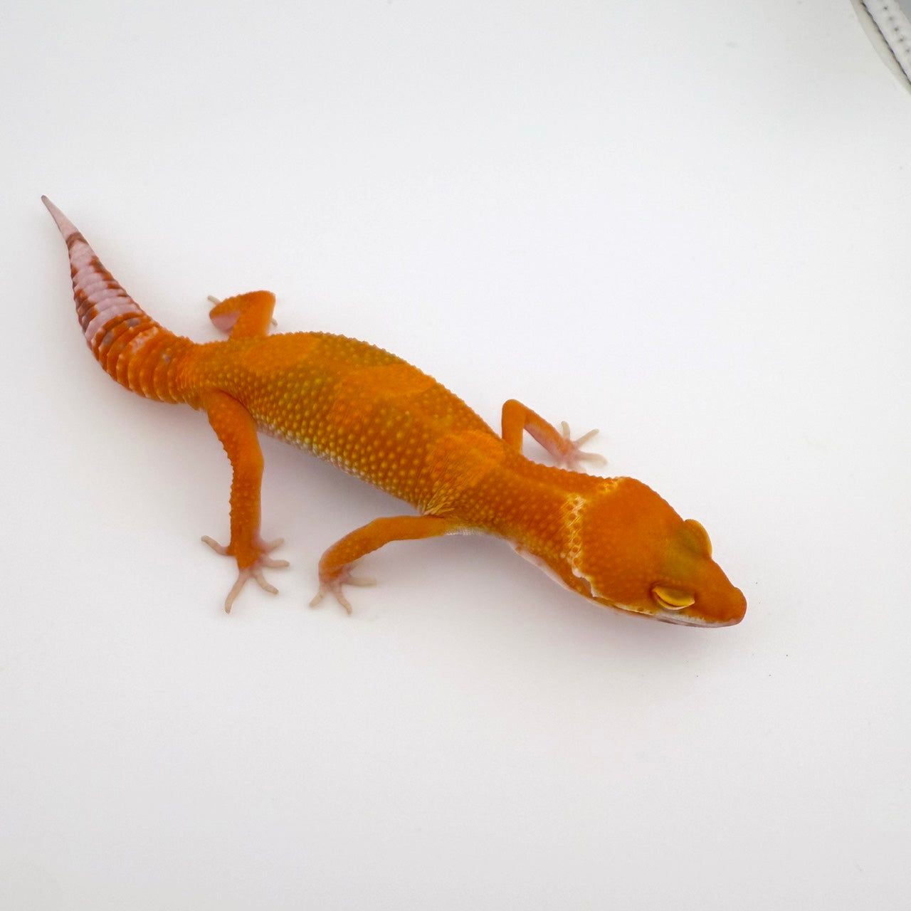 マンダリントレンパー