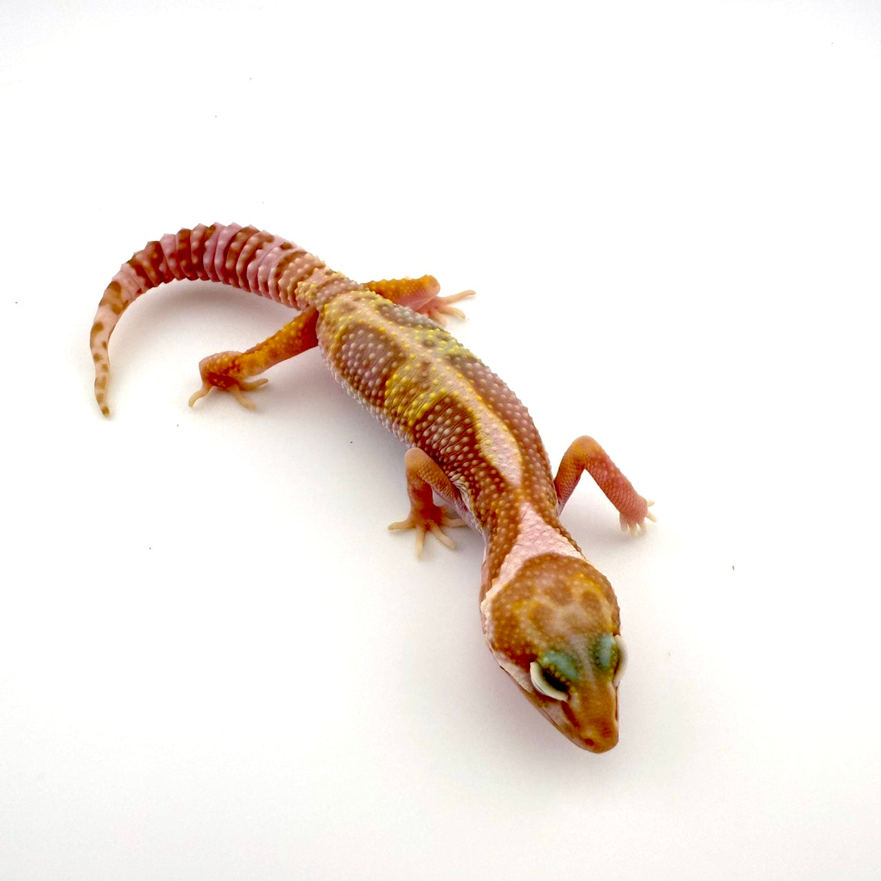 スノートレンパー