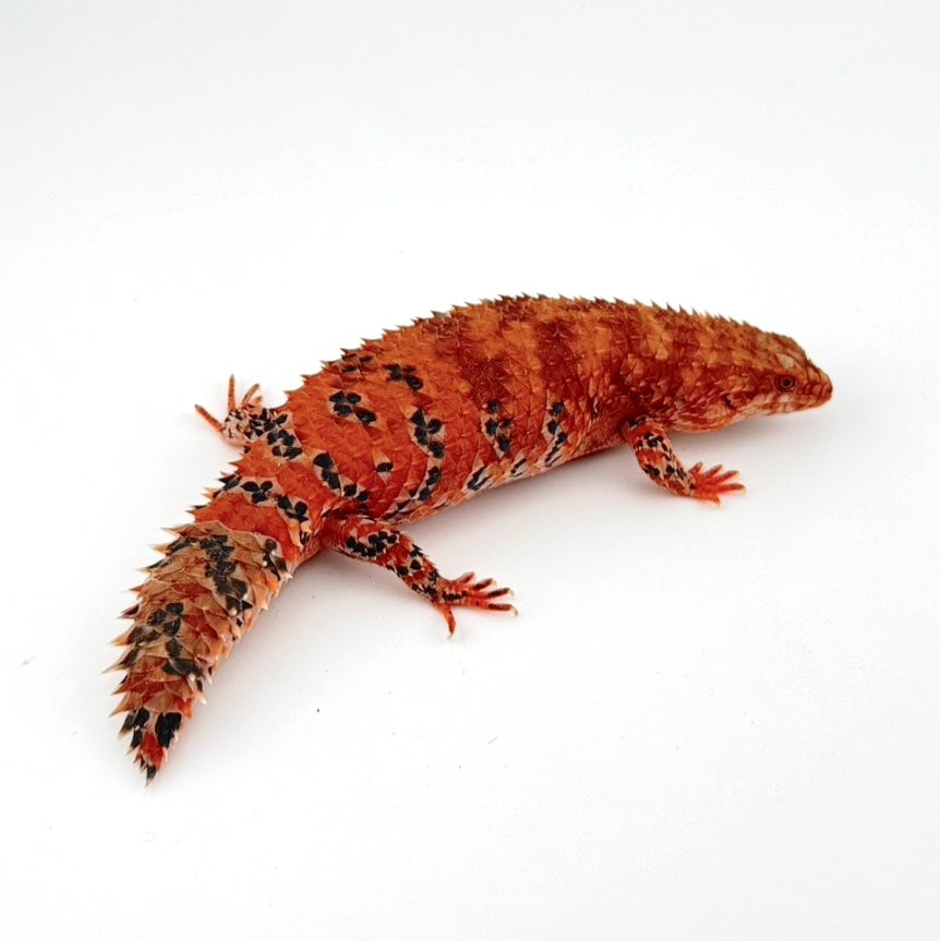 ヒガシピルバラ