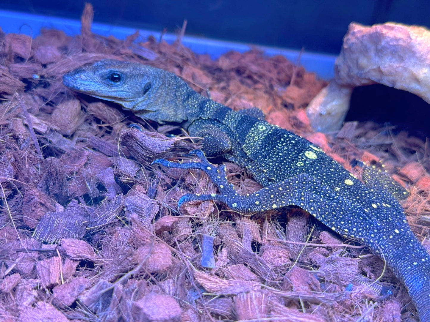 イザベルモニター