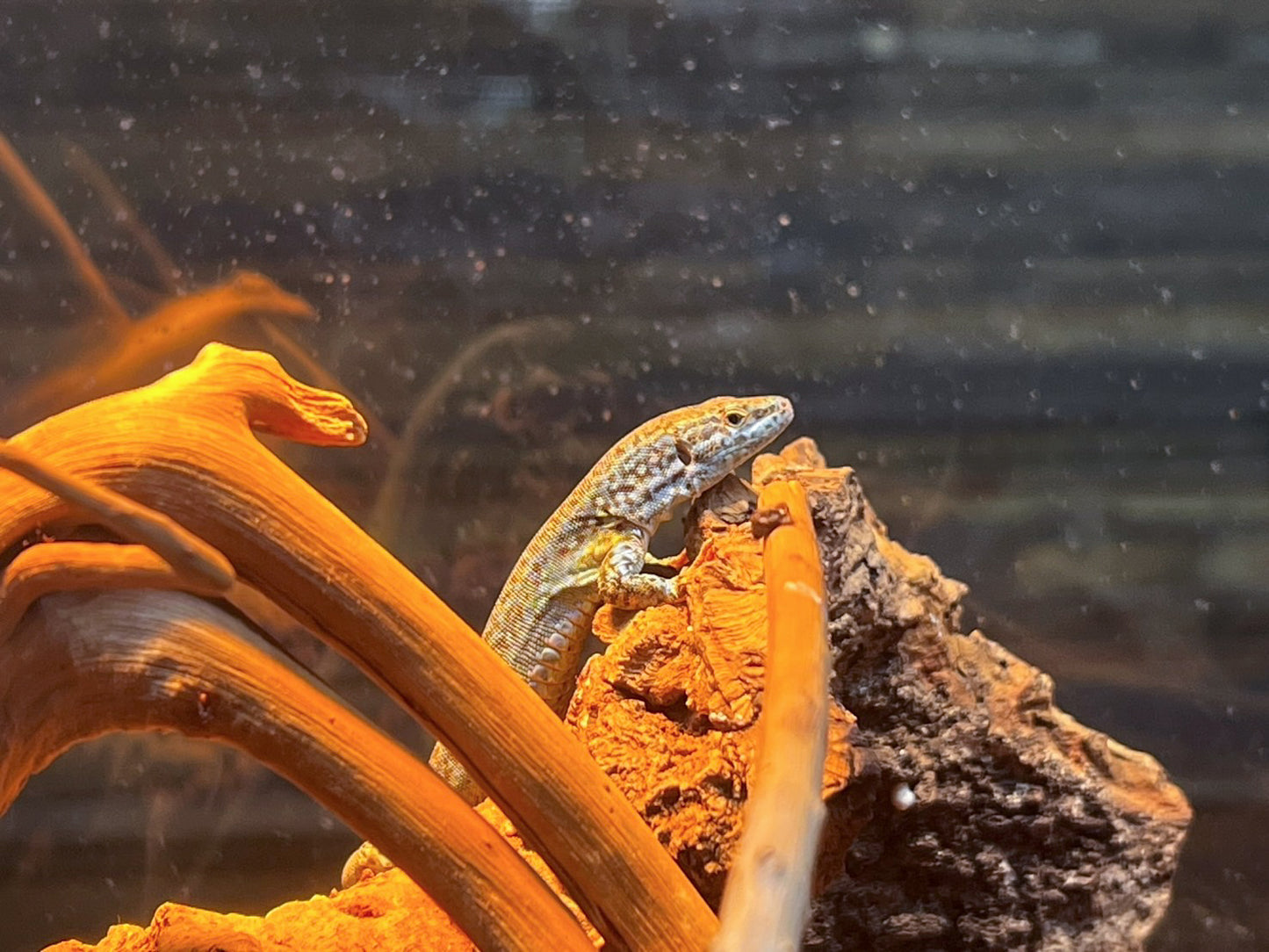 タゴマゴカベカナヘビ