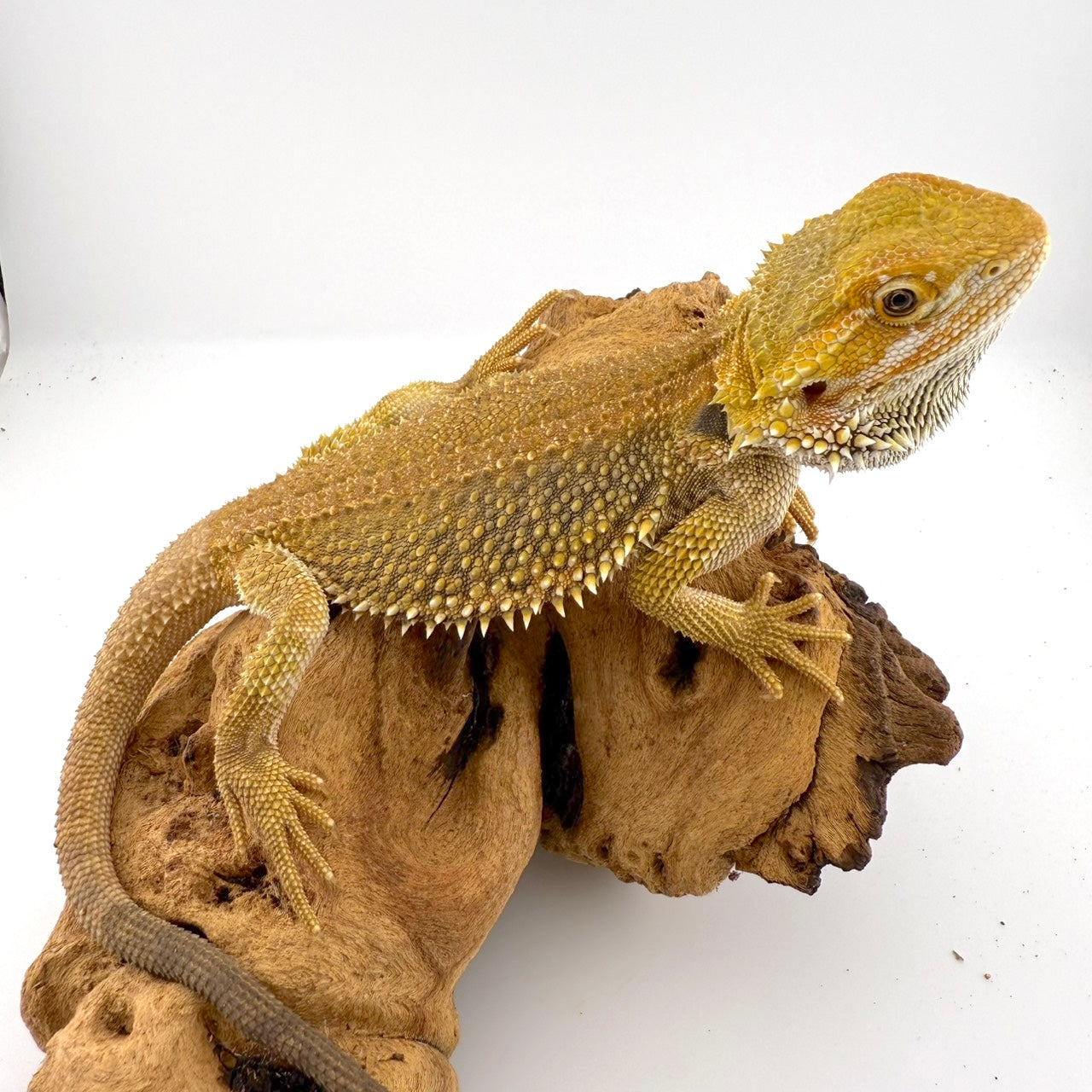 フトアゴヒゲトカゲ イエロー