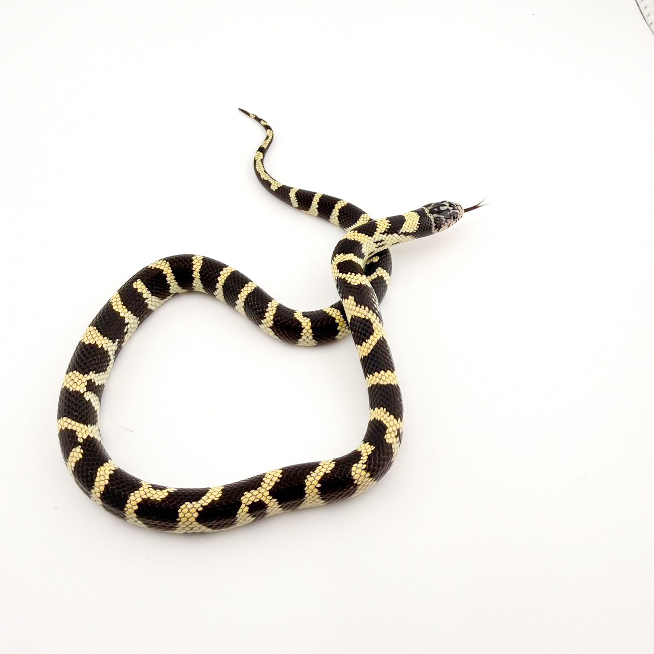 カリフォルニアキングスネーク