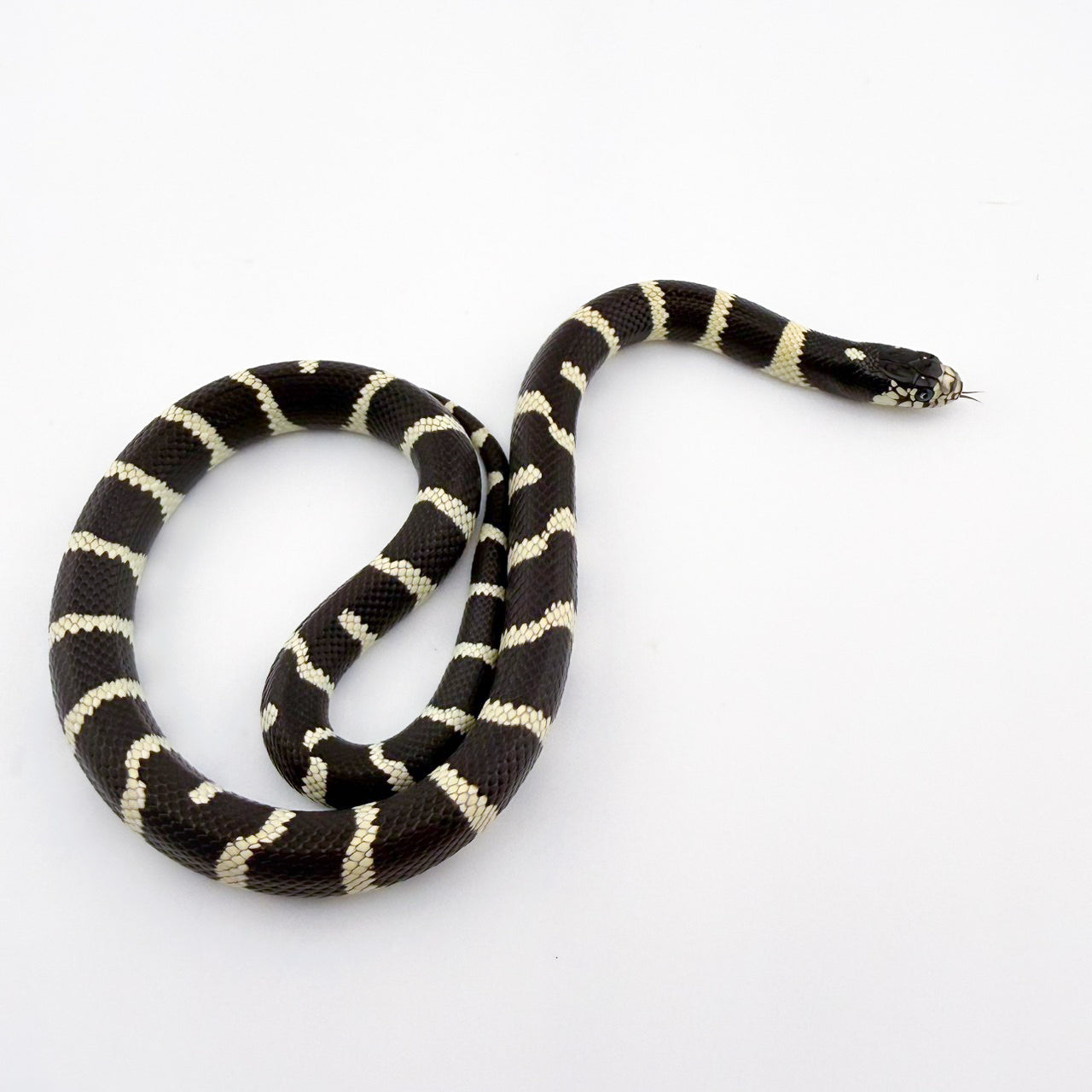 カリフォルニアキングスネーク