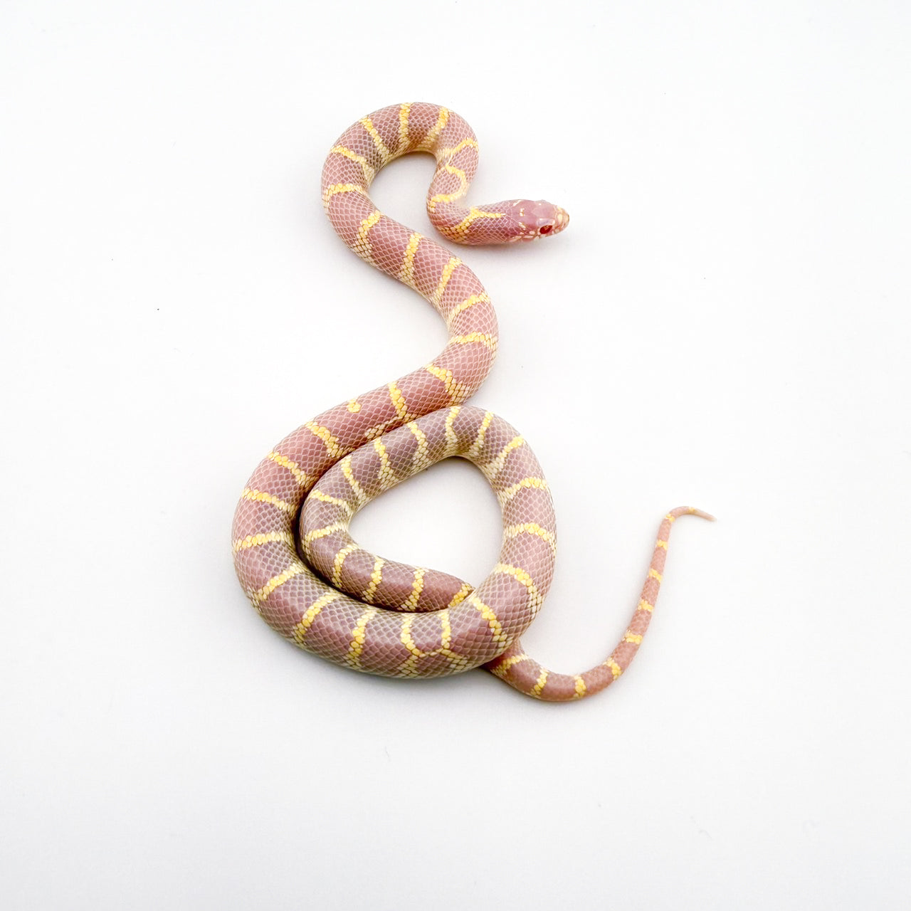 カリフォルニアキングスネーク アルビノ