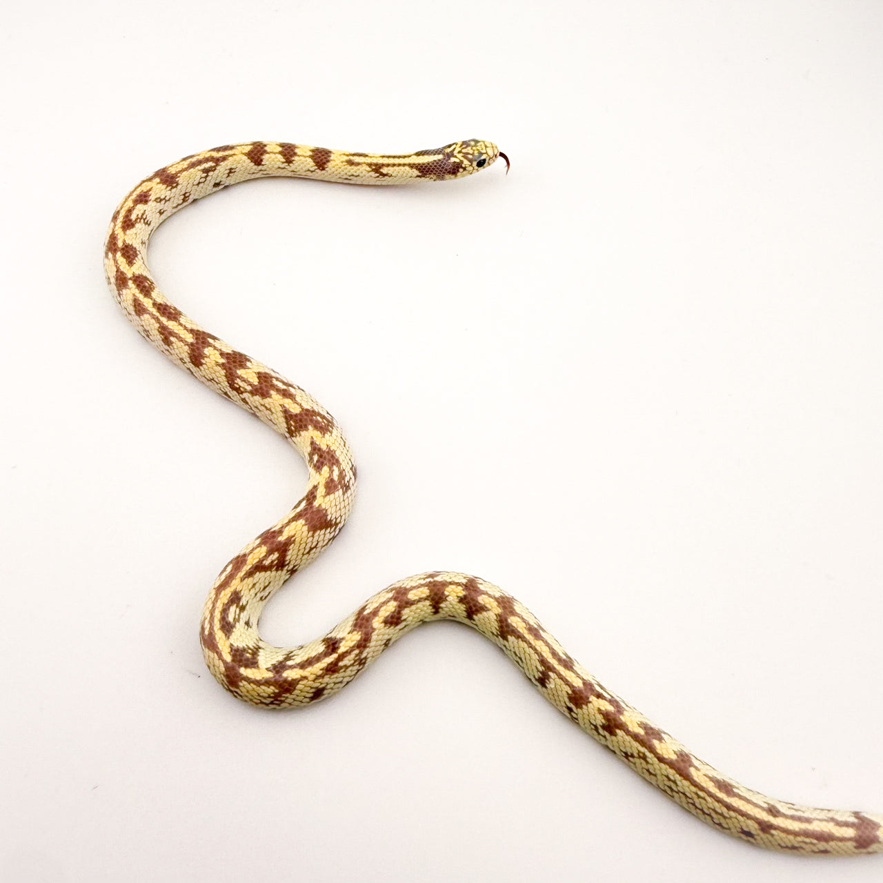 カリフォルニアキングスネーク ラベンダーアベラント