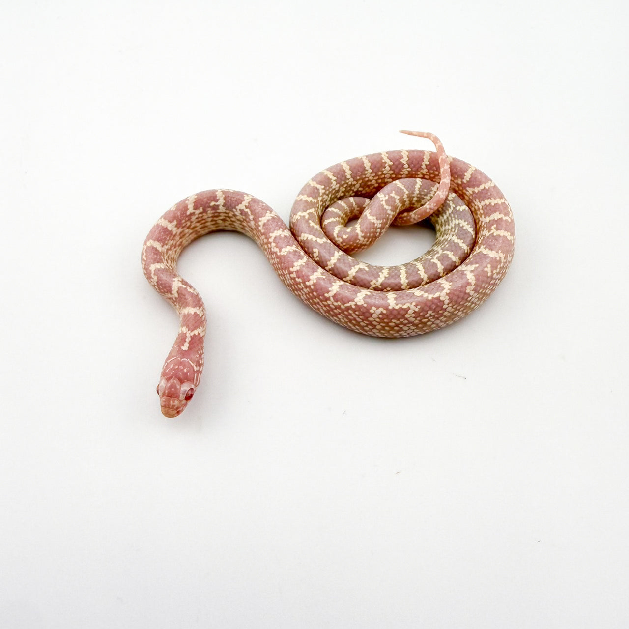 フロリダキングスネーク スノー