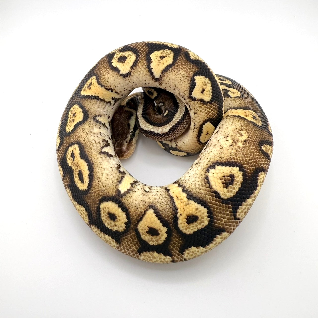 シトラスパステルマホガニーYB/グラベル