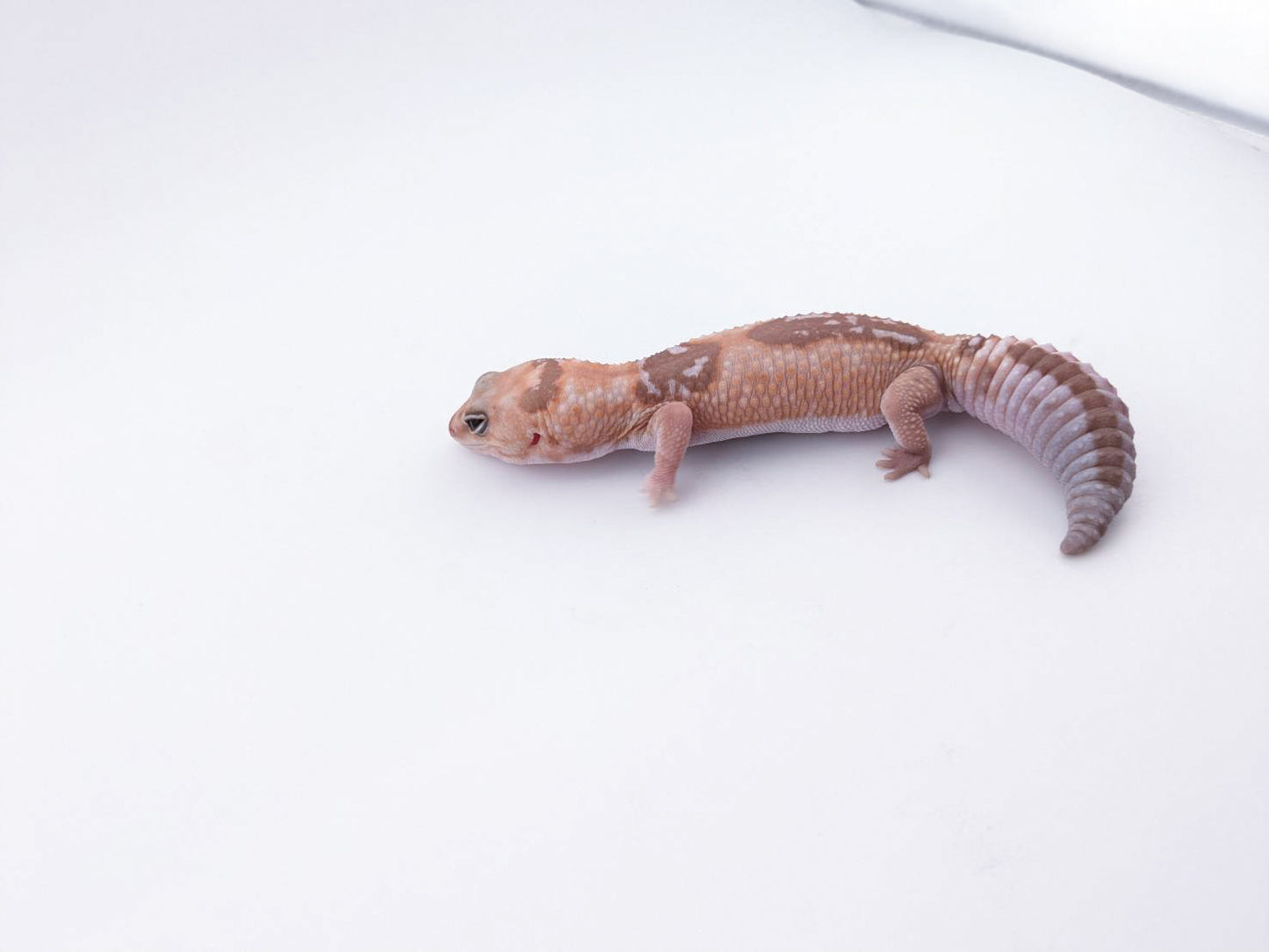 Woキャラメルズールー