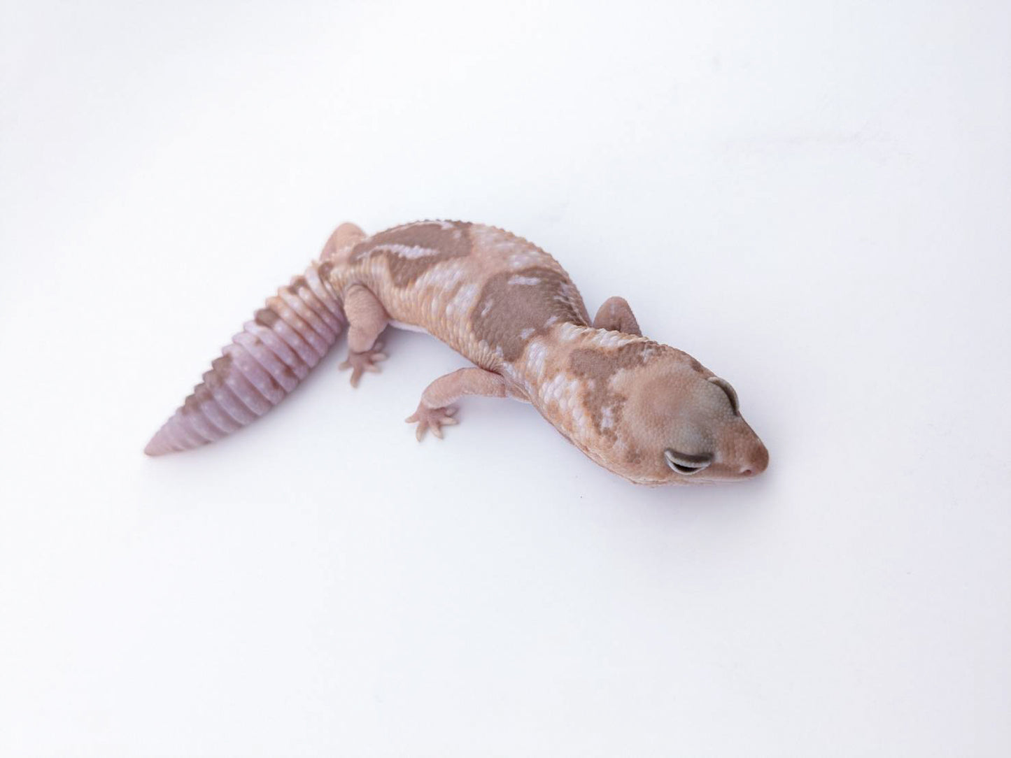 Woキャラメルズールー