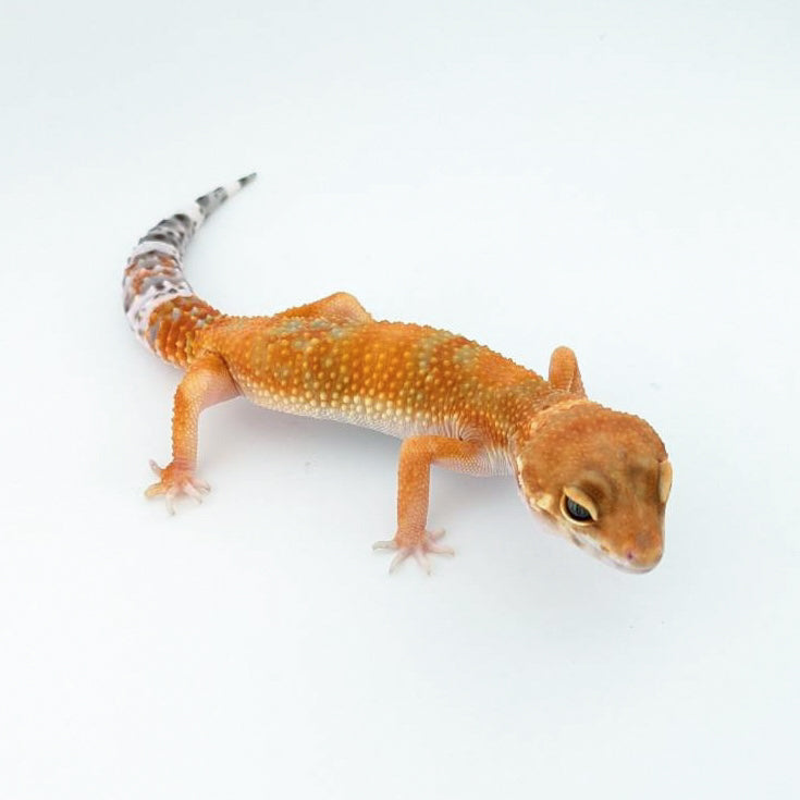 タンジェリンhetレイン