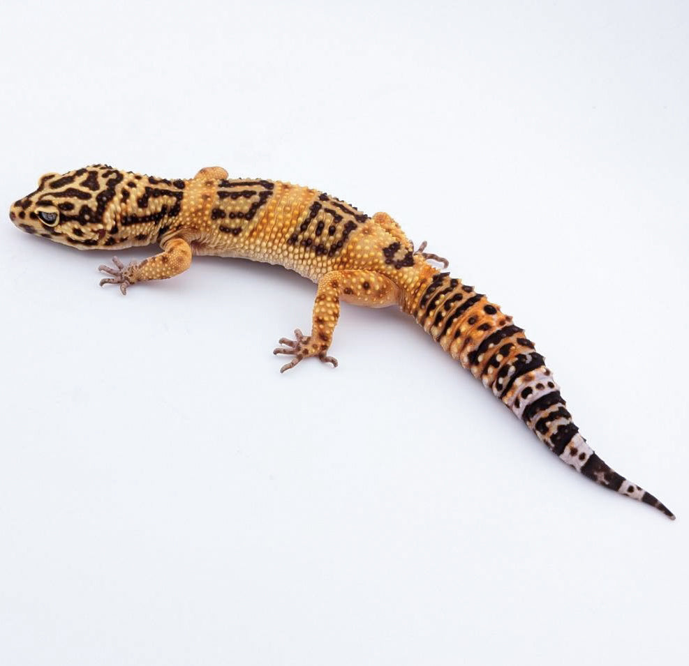 メラニスティックトレンパー