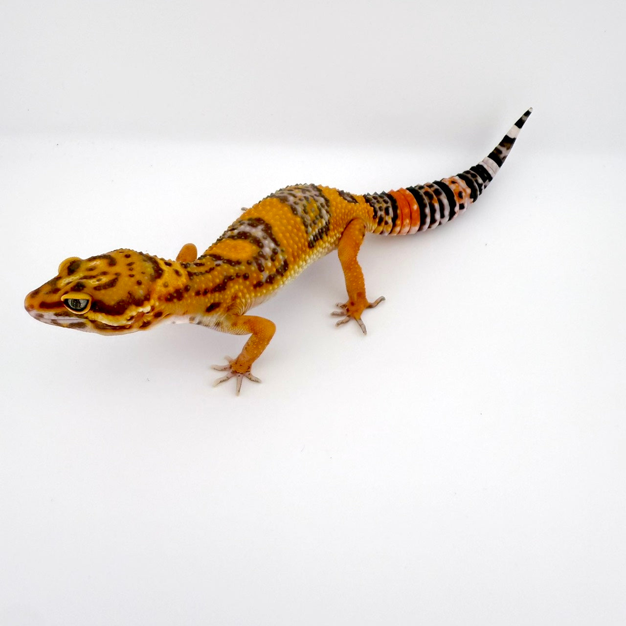 タンジェリントレンパー