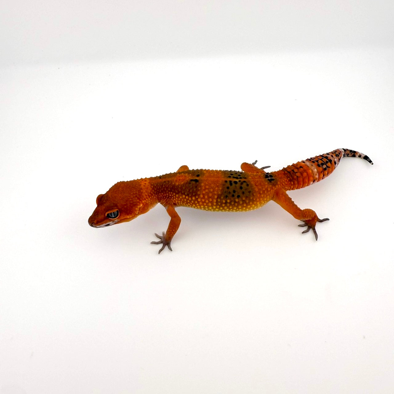 ブラッドhetトレンパー