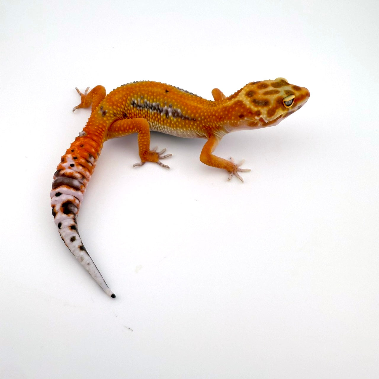 タンジェリントレンパー