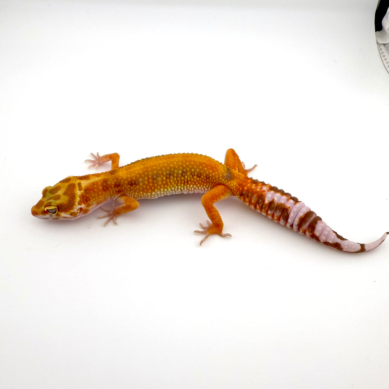 タンジェリントレンパー