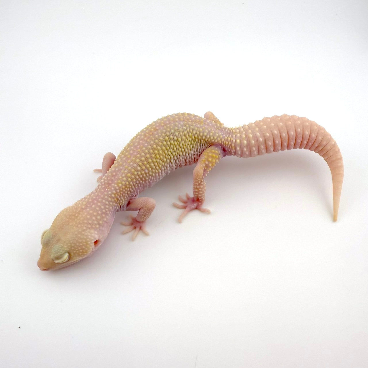 ホワイトナイト