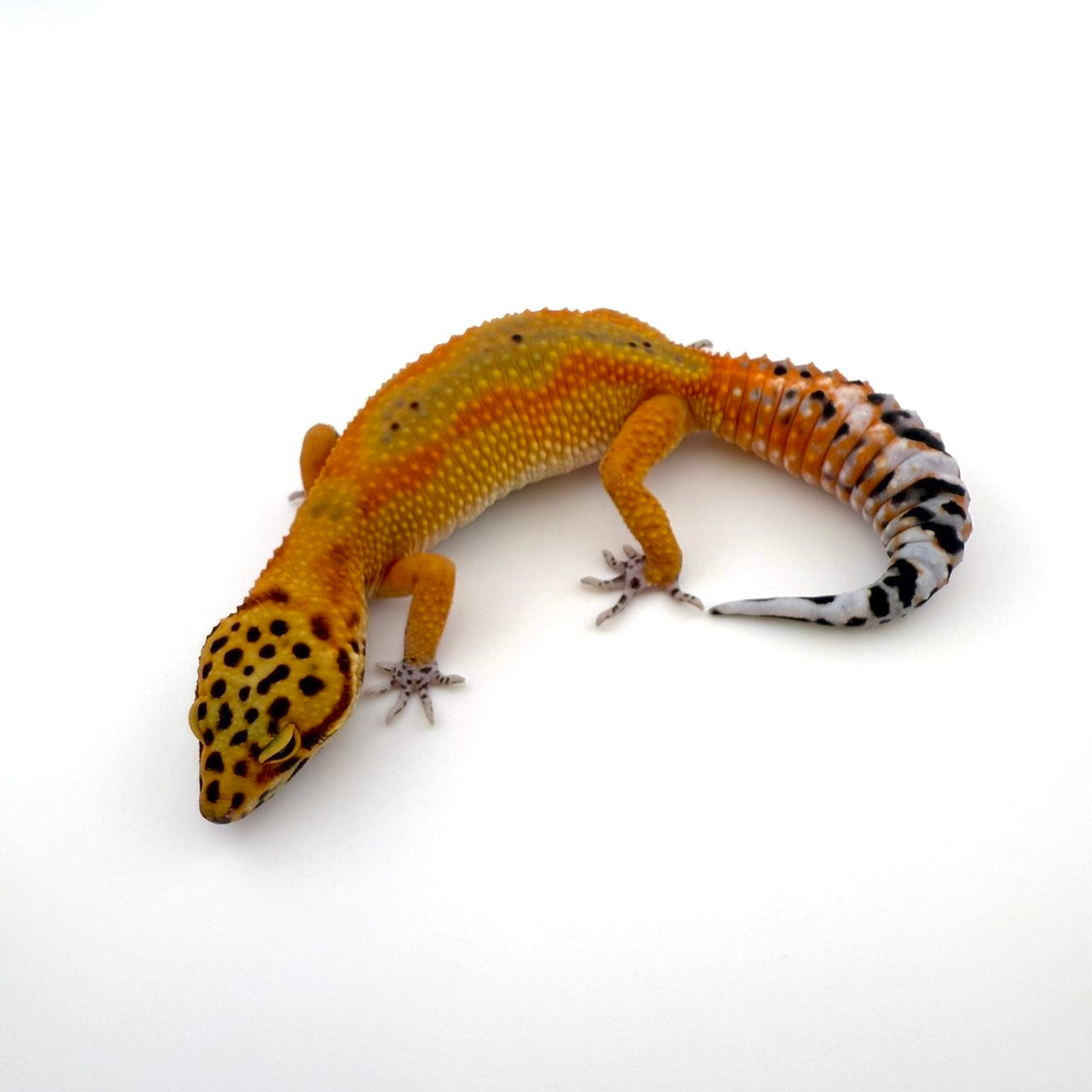 LAVABNクロスhetトレンパー