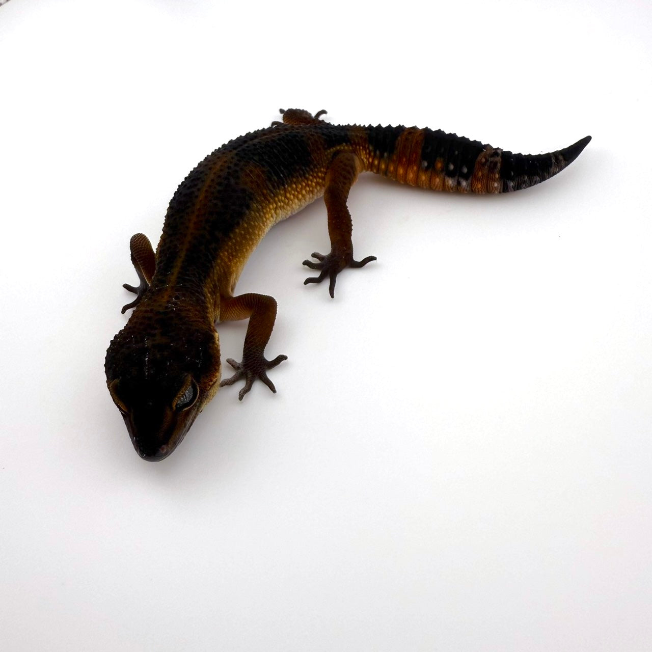 BNマンダリンhetトレンパー