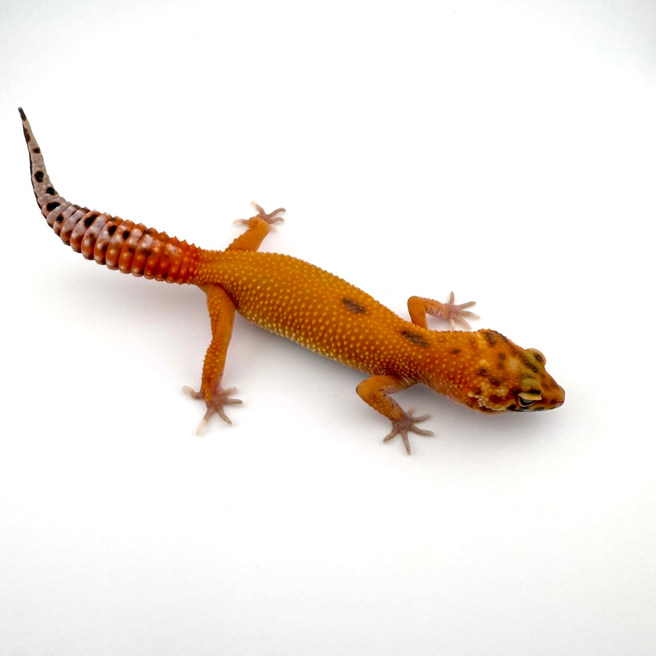 タンジェリントレンパーhetエクリプス