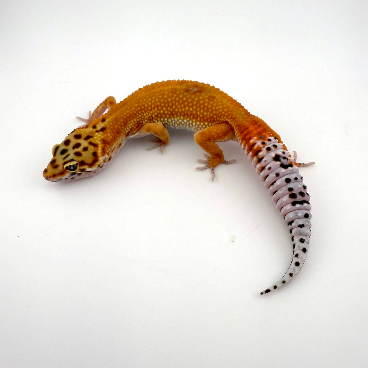 タンジェリンhetラプター