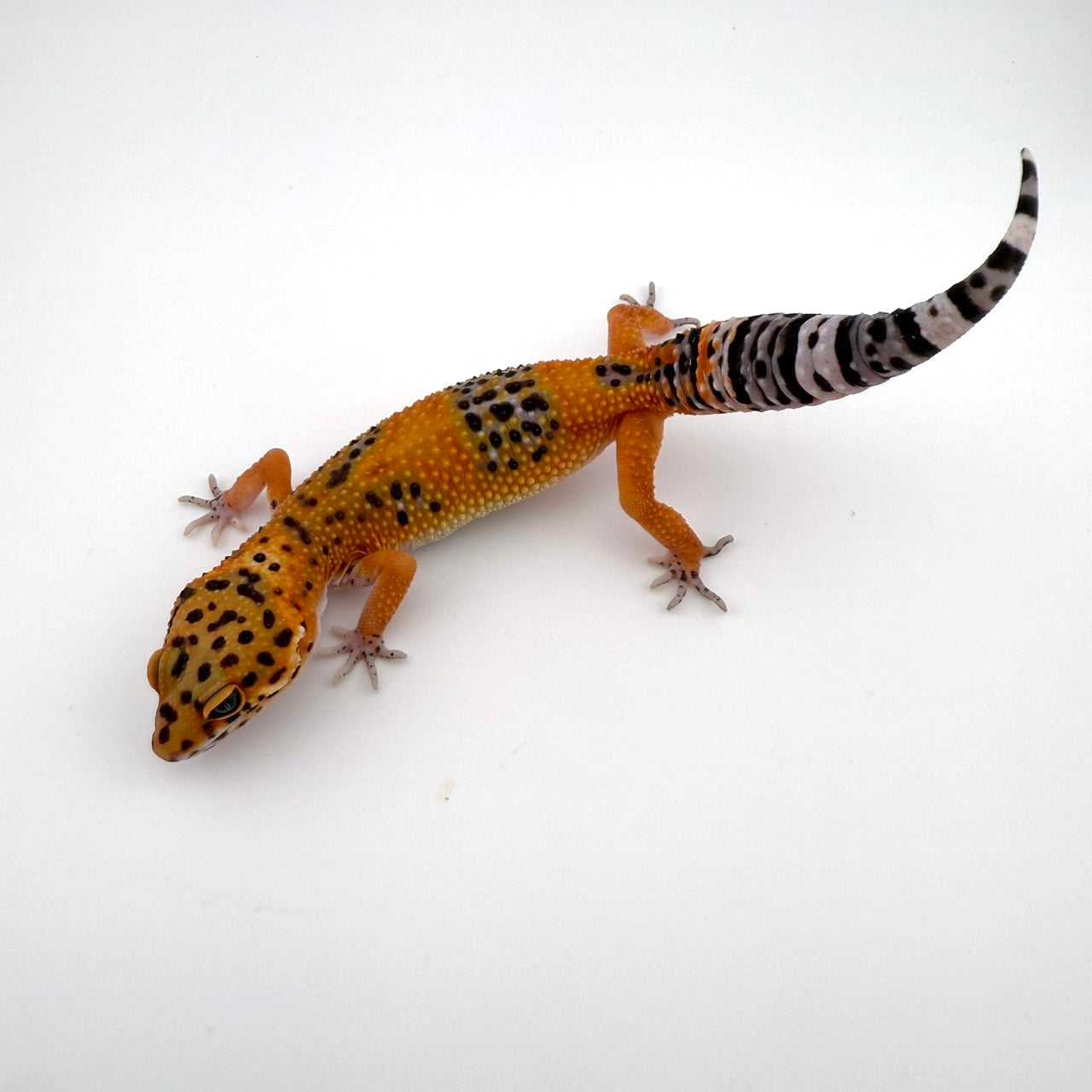 ブラッドhetトレンパー