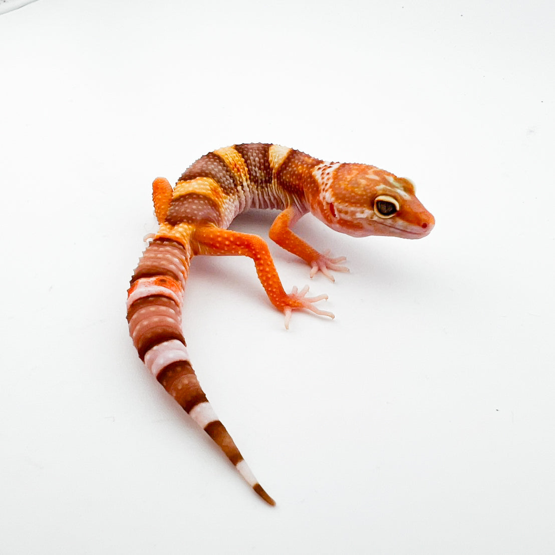 レイン hetエクリプス