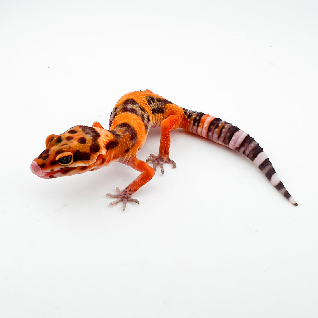 タンジェリントレンパー