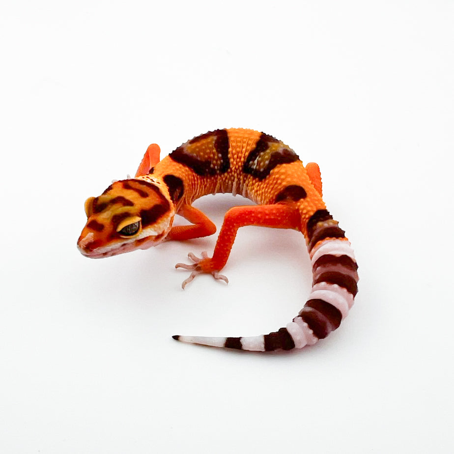 タンジェリントレンパー