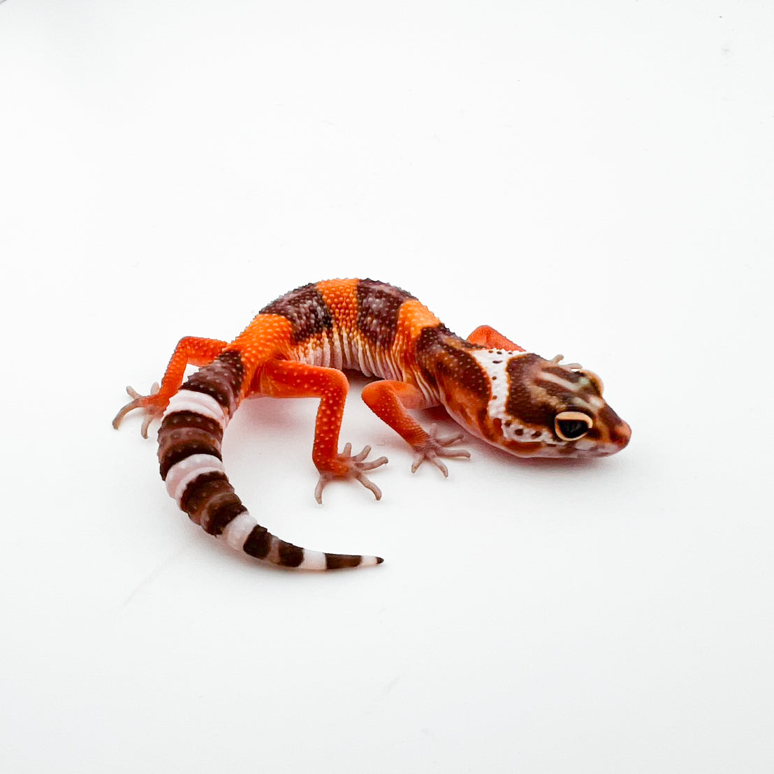 JMGストーンウォッシュ