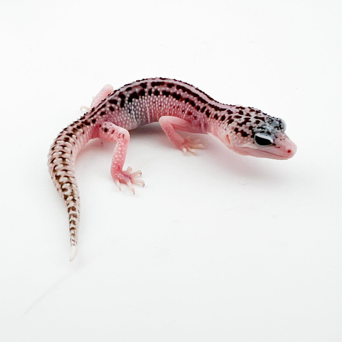 ギャラクシーhetベル