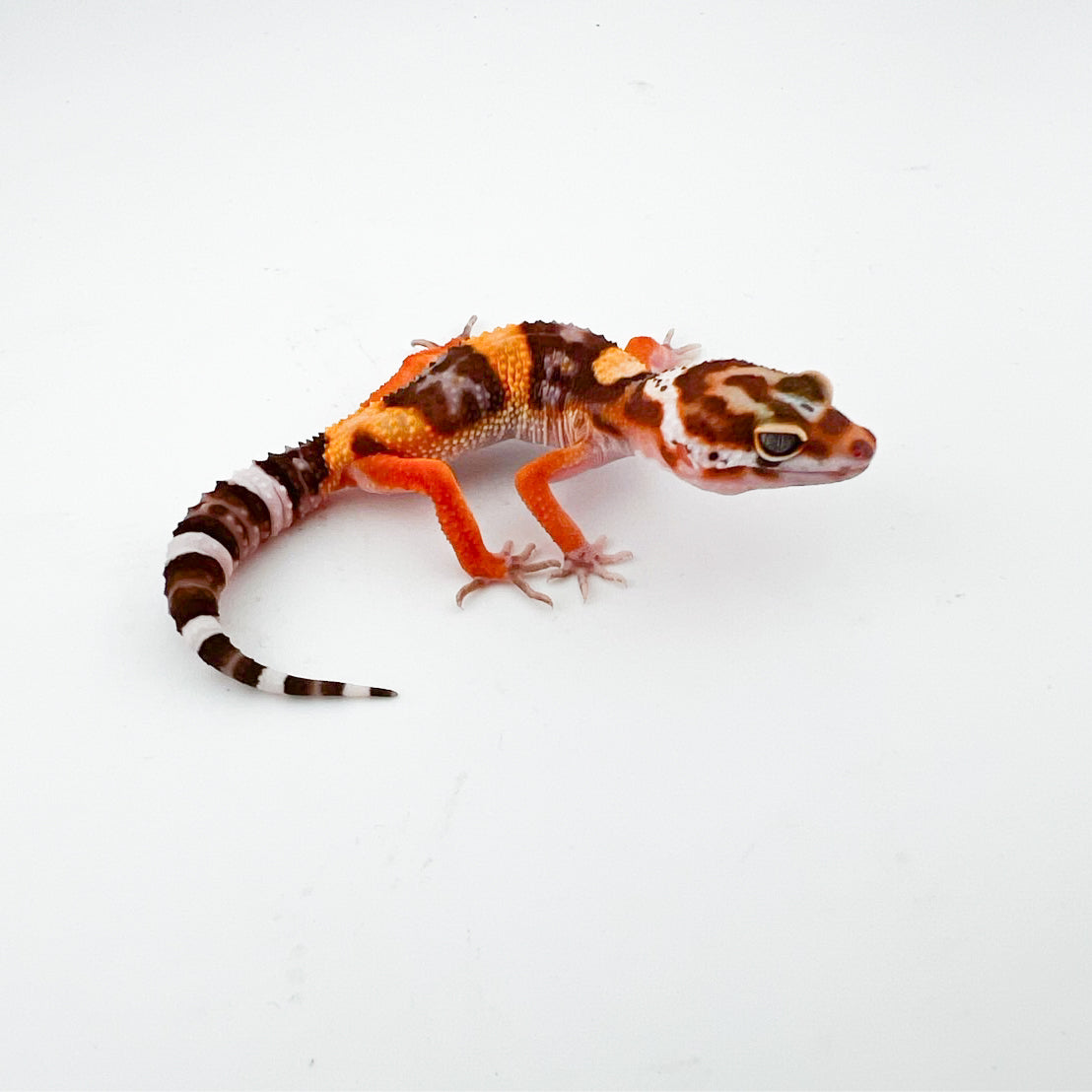 JMGストーンウォッシュ