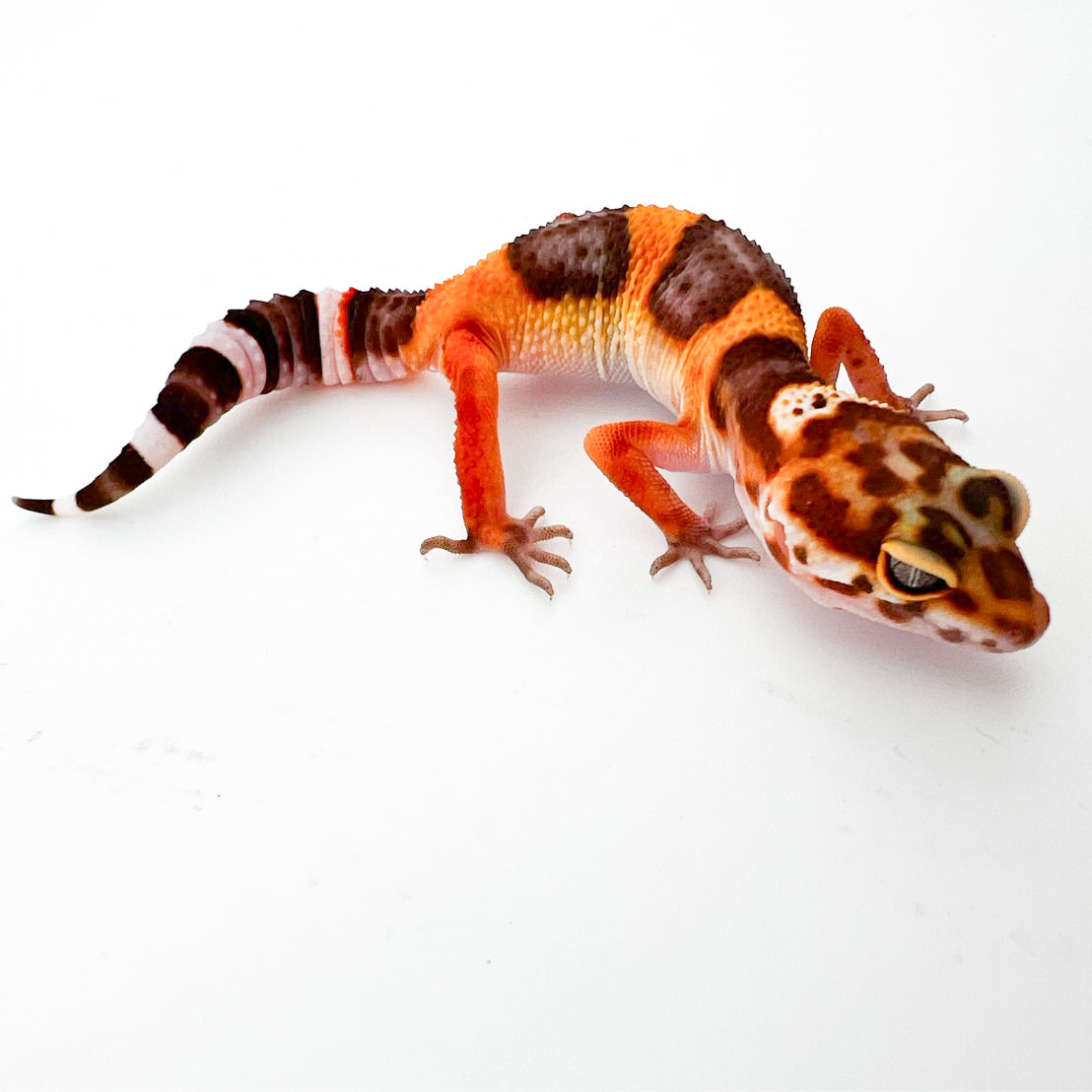 JMGストーンウォッシュ