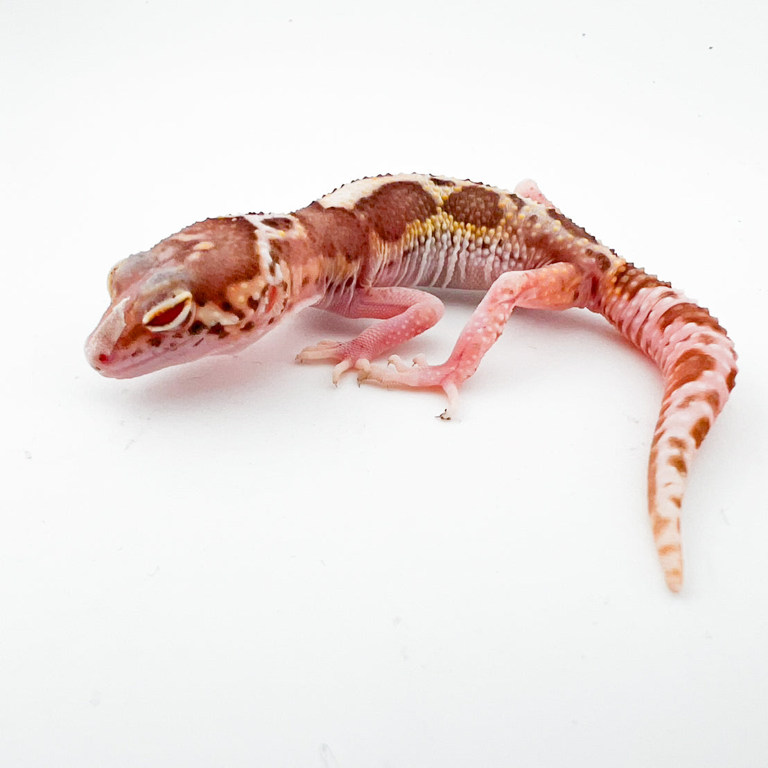 スノーレーダー